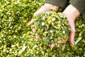 Tecnologia de cultivo de milho para silagem, colheita, variedades e produtividade
