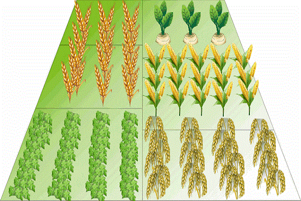 cultivado para alimentação