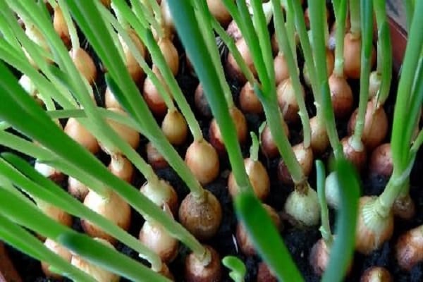 cure adeguate
