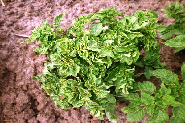 cespugli malati