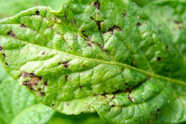 foglie superiori