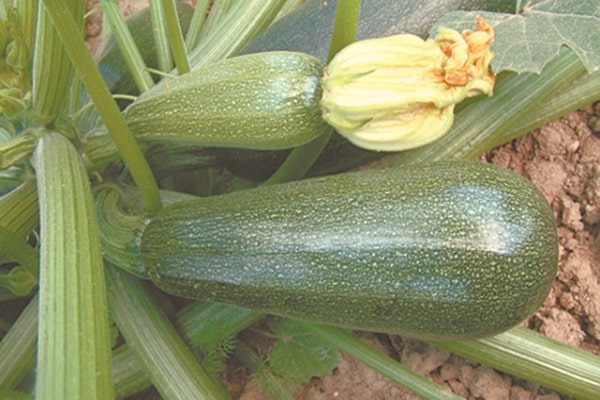 thin out the garden