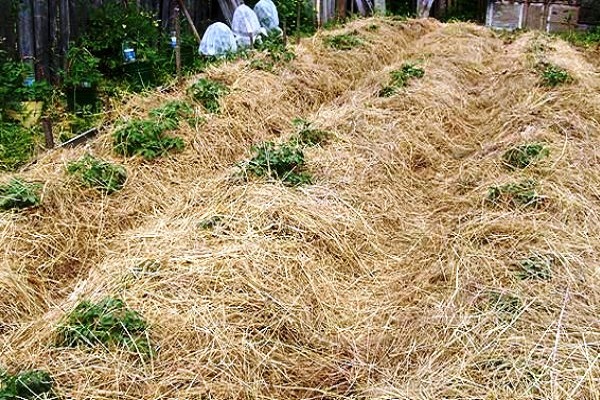 điều kiện khí hậu
