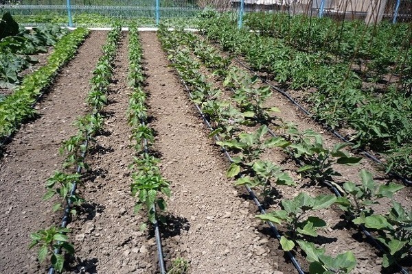 condition of potatoes