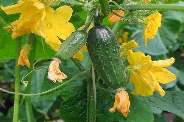 cucumber bumblebee