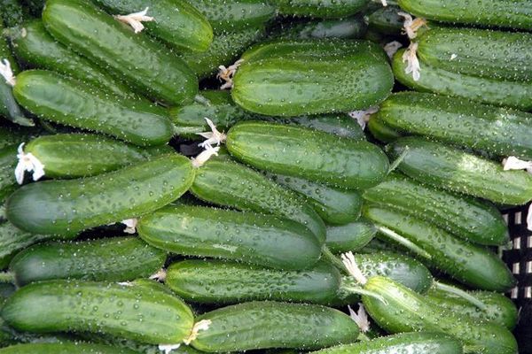 cucumber culture