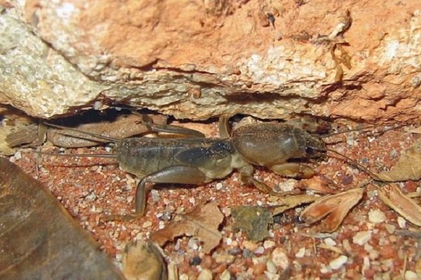 krab na zemi