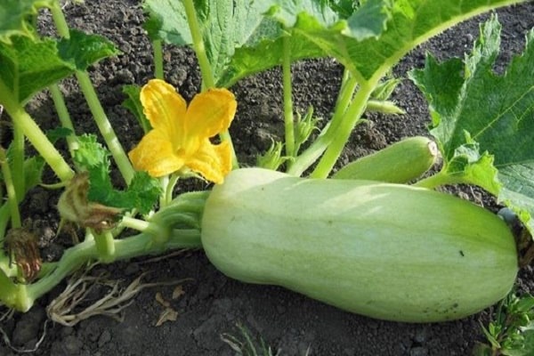 bitter zucchini