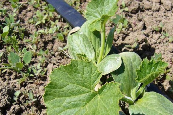 påfør mullein
