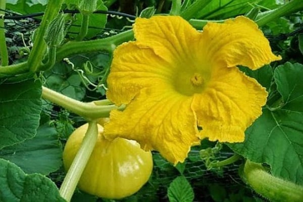 dårlig pollinering
