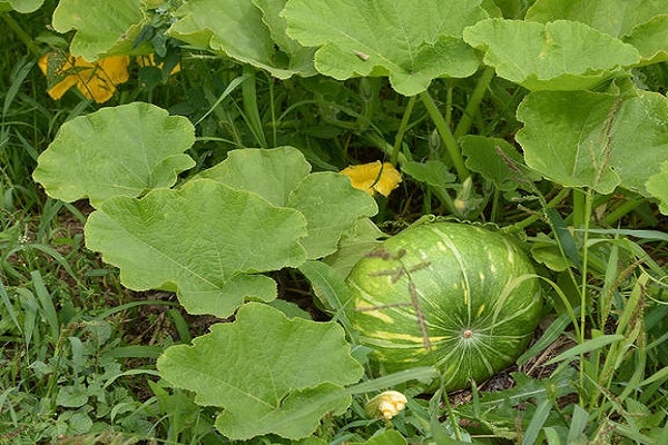 overflødig gjødsel