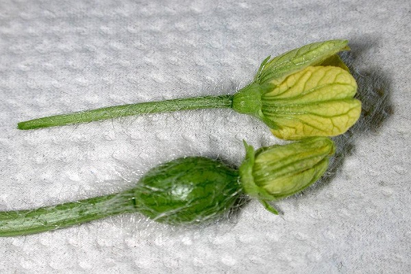 female buds