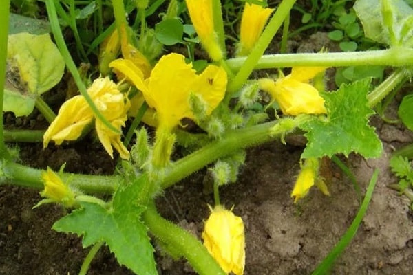 flowering period