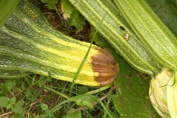zucchini ruttnar