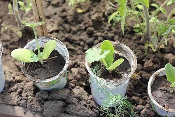 plantering på zucchini