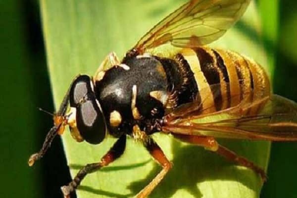 betor bladlöss