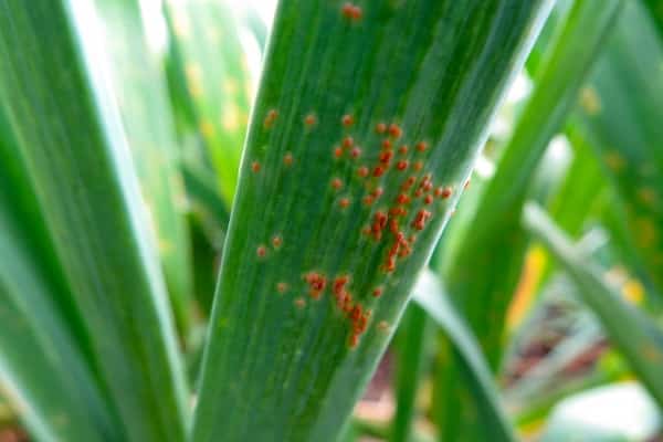 rote Flecken