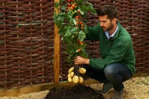 Beschreibung der gekreuzten Pflanzensorte Pomidofel und ihres Anbaus