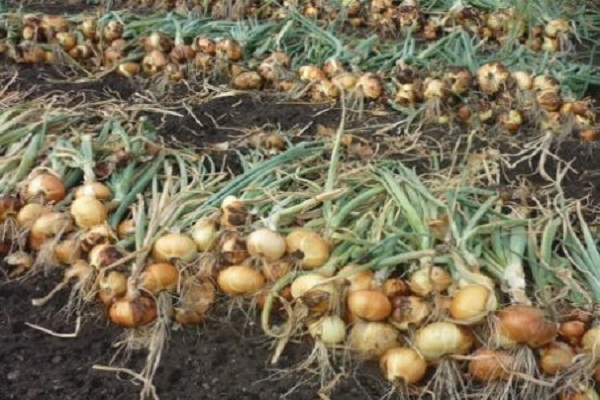 harvested crop