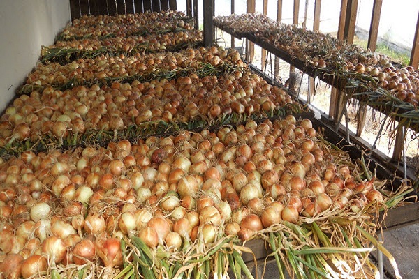 harvest place