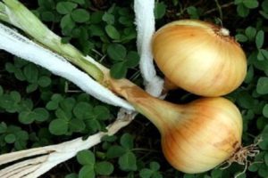 Step-by-step schemes for weaving onions into braids for storage and drying