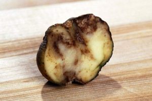 Signs, treatment and prevention of potato cancer