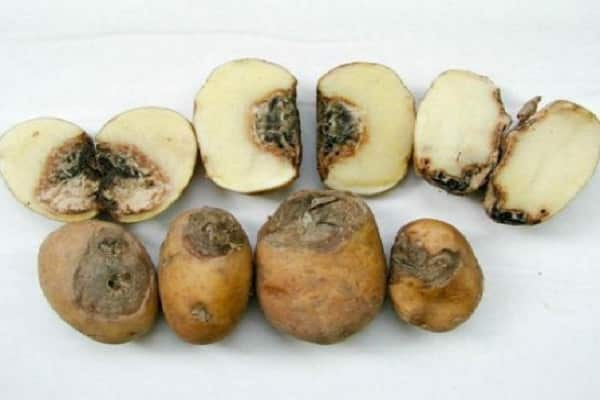 infected fetus