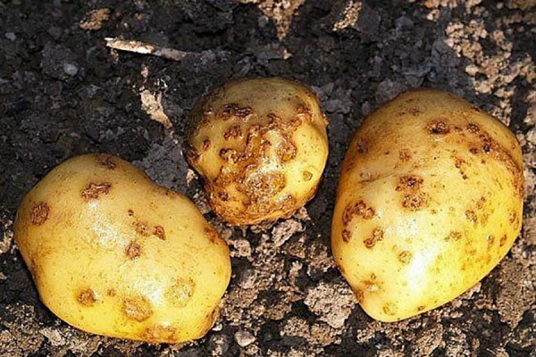 disease development
