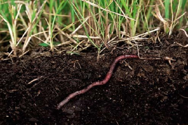 earthworms