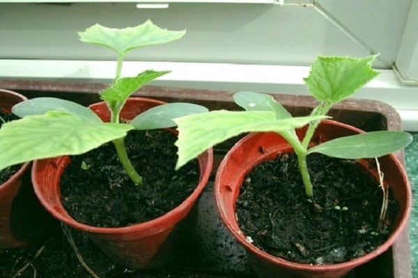 krukväxtplantor