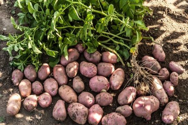 Kartoffeln sind auf dem Boden