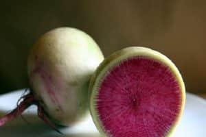 Description of the Red Meat radish variety, cultivation features and yield