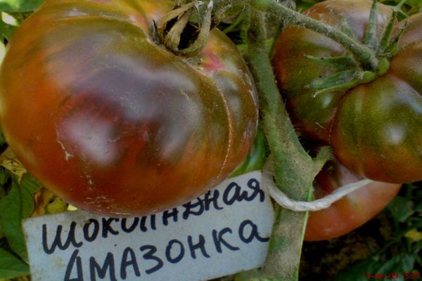 шоколадов амазон