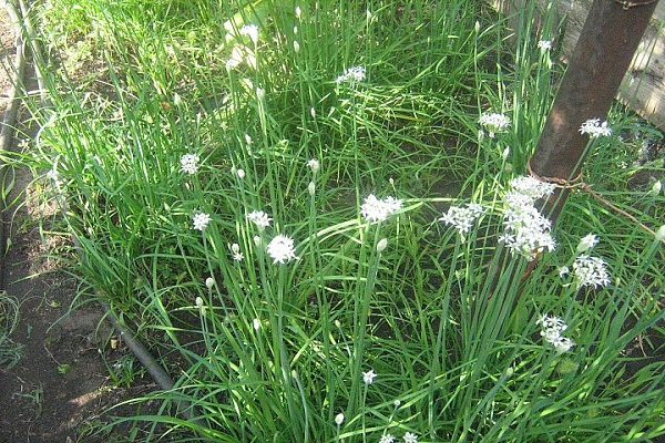 saldus svogūnas