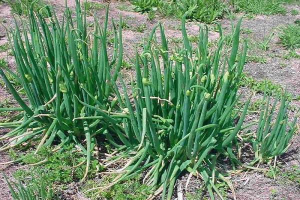 pakopinis lankas