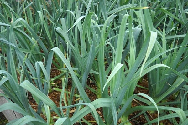 atskiri patiekalai