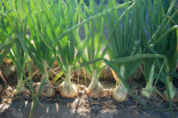 svogūnas