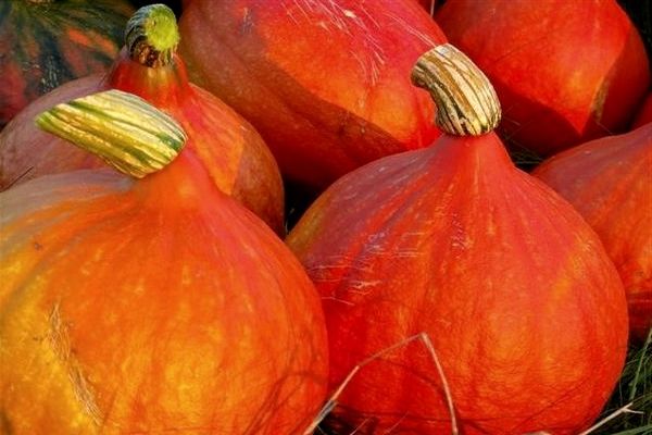 pumpkin grows in the garden