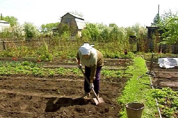 сјетва репе