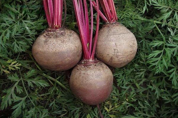 beet growing
