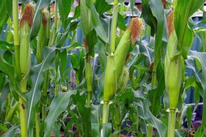 Tecnologia de cultivo e cultivo de milho em campo aberto, condições agrotécnicas