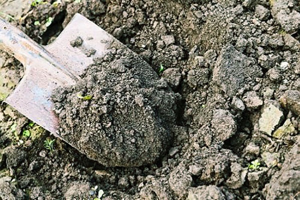Technológia pestovania a starostlivosti o kukuricu na otvorenom poli, agrotechnické podmienky