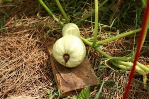 Описание на сорта тиква Butternut, характеристиките на отглеждането и грижите