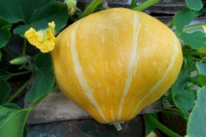 Mô tả giống bí ngô Karavai, đặc điểm canh tác và năng suất