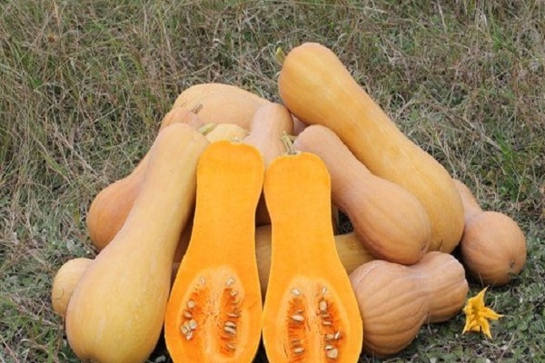 bí ngô bụi