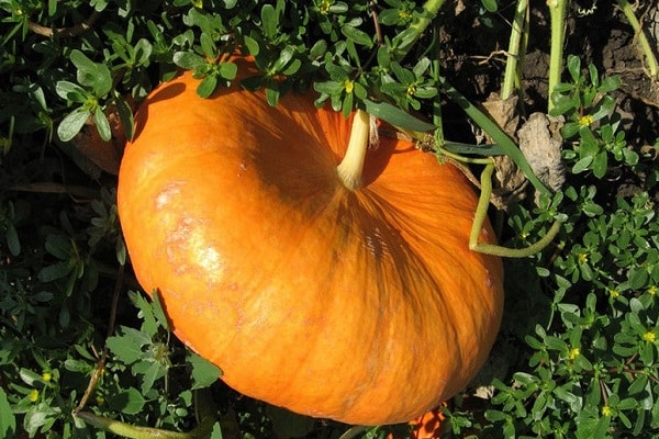 tưới lá