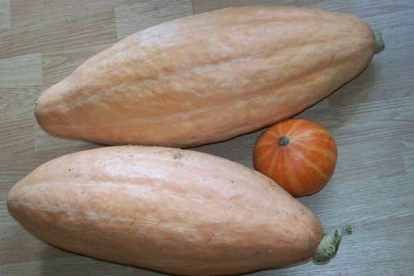 Kürbisanbau