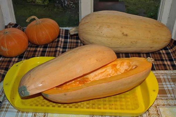 butternut squash