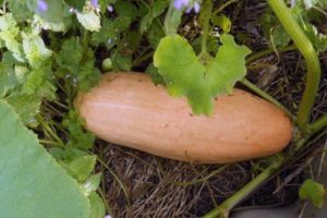 Beskrivelse av gresskarvariet Rosa banan, funksjoner i dyrking og stell