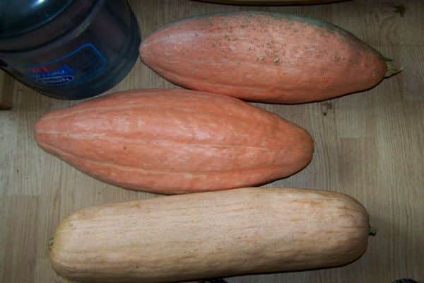 Kürbislagerung